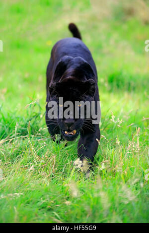 Jaguar, schwarze Panther, (Panthera Onca), Erwachsene, stalking, Südamerika Stockfoto