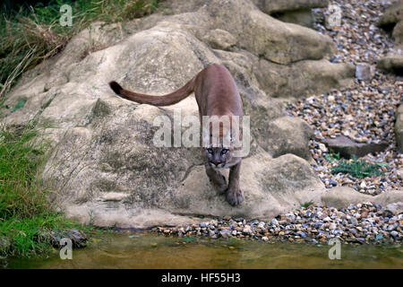 Berglöwen, (Felis Concolor), Erwachsene springen am Wasser, Amerika Stockfoto