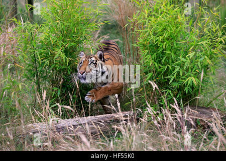 Sibirische Tiger (Panthera Tigris Altaica), Erwachsenen stalking, Asi Stockfoto