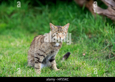 Schottische Wildkatze (Felis Silvestris Silvestris), Erwachsene Warnung, Surrey, England, Europa Stockfoto