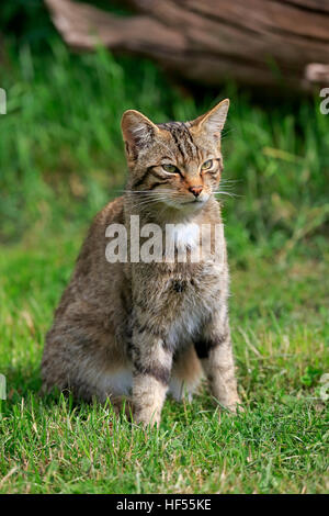 Schottische Wildkatze (Felis Silvestris Silvestris), Erwachsene Warnung, Surrey, England, Europa Stockfoto