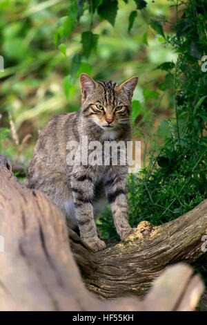 Schottische Wildkatze (Felis Silvestris Silvestris), Erwachsene Warnung, Surrey, England, Europa Stockfoto