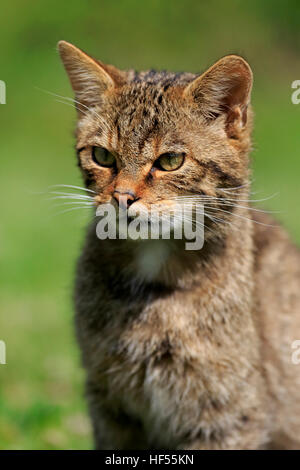 Schottische Wildkatze, (Felis Silvestris Silvestris), Erwachsene alarmieren Porträt, Surrey, England, Europa Stockfoto