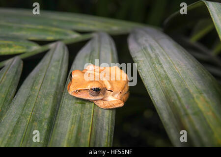 Gemeinsamen Laubfrosch (Polypedates Leucomystax) Stockfoto