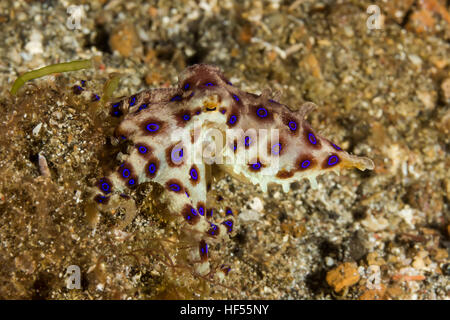 Unterwasser Foto von Blue Ring Octopus Stockfoto