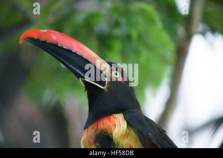 Nahaufnahme von einem feurigen-billed Aracari (Pteroglossus Frantzii) Stockfoto