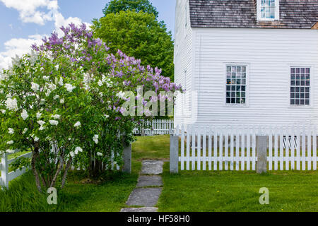 Gemeinsamen Flieder; Syringa Vulgaris; Oleaceae; Canterbury Shaker Village; Canterbury; New Hampshire; USA Stockfoto