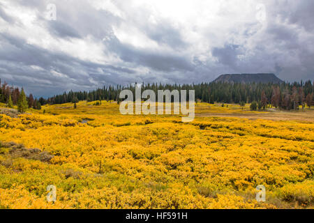Bodendecker abwechselnd goldenen im Herbst, Blick vom RT. 287 in Richtung Bridger - Teton National Forest, Wyoming, USA Stockfoto