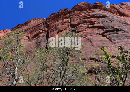 Box Elder Bäume gegen Navajo Sandstein in Kolob Canyons, Zion Nationalpark Stockfoto