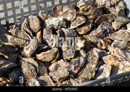 Frische Austern Marenne, Welt berühmten Marenne Austernzucht Betrieb, Marennes, Charente-Maritime, Frankreich Stockfoto