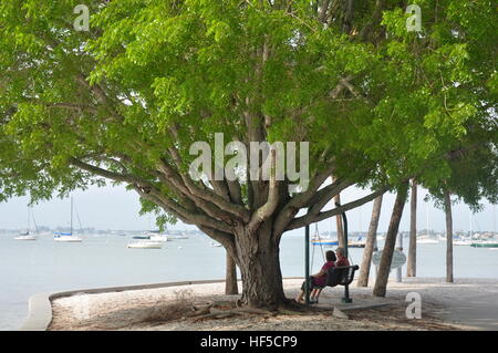 Ein paar entspannt unter einem Baum auf Sarasotas Küste Stockfoto