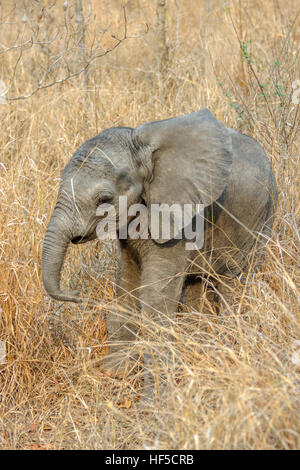 Ein Baby afrikanischer Elefant (Loxodonta Africana) spielt das lange Gras der Savanne, Südafrika, Afrika Stockfoto