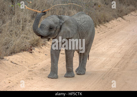 Baby afrikanischer Elefant (Loxodonta Africana) in einer spielerischen Stimmung während des Gehens in eine staubige Piste, Südafrika, Afrika Stockfoto