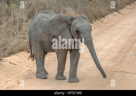 Baby afrikanischer Elefant (Loxodonta Africana) in einer spielerischen Stimmung während des Gehens in eine staubige Piste, Südafrika, Afrika Stockfoto