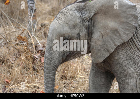 Nahaufnahme eines Baby afrikanischen Elefanten (Loxodonta Africana) in Südafrika, Afrika Stockfoto