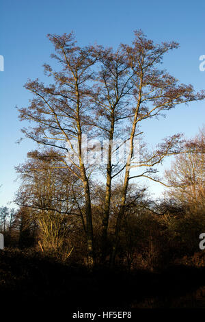 Eine Erle Baum im Winter, Warwickshire, UK Stockfoto