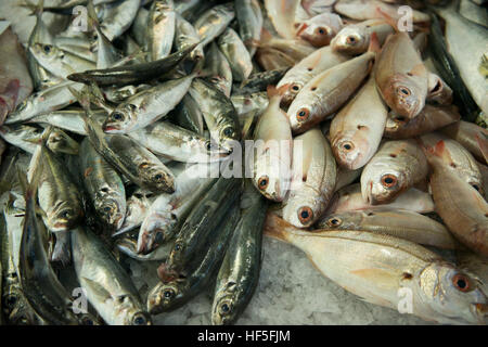 der Fisch Markt in der Markthalle der alten Stadt Olhao an der Ost-Algarve im Süden von Portugal in Europa. Stockfoto