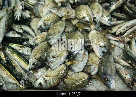 der Fisch Markt in der Markthalle der alten Stadt Olhao an der Ost-Algarve im Süden von Portugal in Europa. Stockfoto