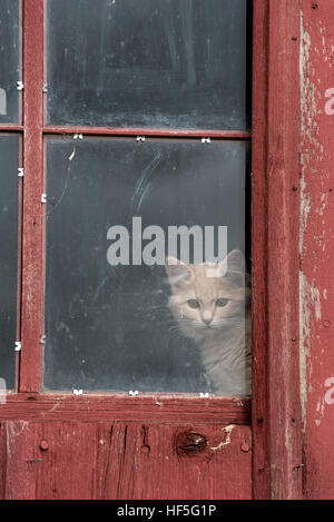 Katze schaut aus einer Scheune Fenster im Canyon County, Idaho. Stockfoto