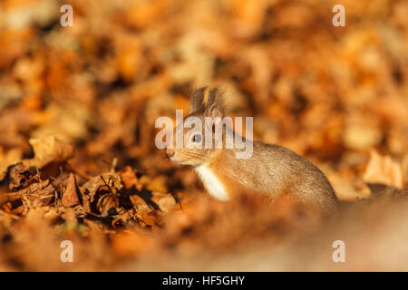 Eurasische rote Eichhörnchen (Sciurus Vulgaris) Fütterung in herbstlicher Atmosphäre. Highland.Scotland.Great Großbritannien. Stockfoto