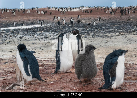 Adelie Penguin Rookery nahe Carsten Borchgrevink Hütte am Strand von Ridley am Kap Adare, Antarktis. Stockfoto