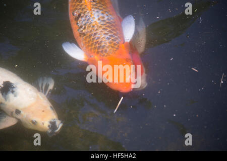 Koi (Cyprinus Carpio), auch genannt Nishikigoi, Schwimmen Stockfoto