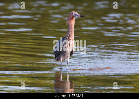 Rötliche Silberreiher (Egretta saniert) stehend im Wasser, Ding Darling NWR, Florida, USA Stockfoto