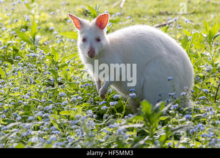 seltene weiße Albino-wallaby Stockfoto