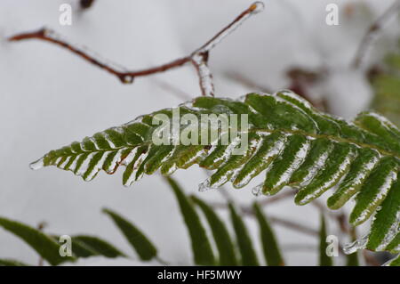 Eis überzieht ein Adlerfarn Farn fotografiert in Mason County, Shelton, WA, USA Stockfoto