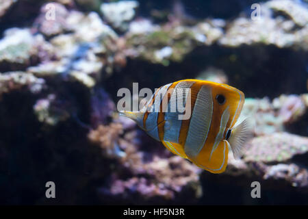 Nahaufnahme von einem Copperband Butterflyfish, auch genannt eine schnabelförmige Korallenfische und ein Langnasen Butterflyfish (Chelmon Rostratus) Stockfoto