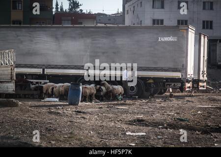 Türkei - Reyhanli - Smugglers Stadt - 22.09.2015 - Türkei / Hatay / Reyhanli - Verkäufer von syrischen Schafe verkaufen ihre Tiere aus Syrien, ein paar Tage vom Eid. Reyhanli, eine Kleinstadt an der syrischen Grenze, ist bekannt für Zuhause, eine Reihe von Mafia, der Handel alles, was aus Syrien kommt.    -Chris Huby / Le Pictorium Stockfoto