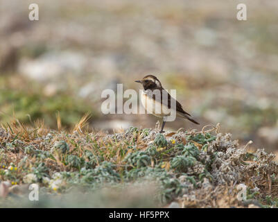 Weibliche Zypern Steinschmätzer Oenanthe Cypriaca Mandria Zypern Frühling Stockfoto