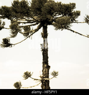 Atemberaubende Araucaria Stockfoto