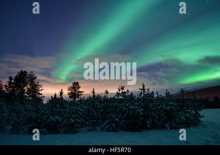 verträumt Aurora Borealis tanzen über kalte Fichte Feld im Dezember Stockfoto