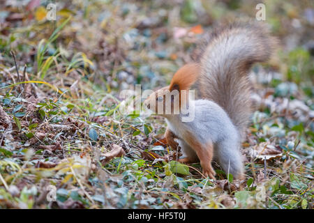 Eichhörnchen sitzt auf der Wiese in den Wald Stockfoto