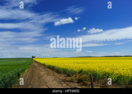 Raps Getreide, Blume in voller Frühling, in der Nähe von Barossa, South Australia, Australien Stockfoto