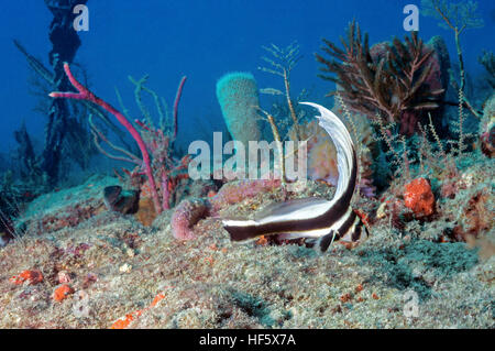 Trommel gesichtet, Riff-Szene, Scuba, West Palm Beach, FL Stockfoto