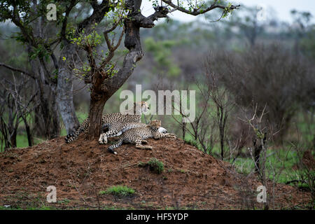 Gepard Stockfoto