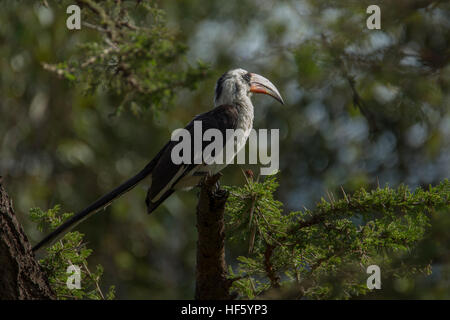 Ein Mann Von der Decken Hornbill thront in einem Baum, Valley Camp Mara Naboisho Conservancy Kenia Afrika Stockfoto