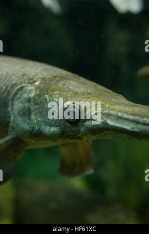 Nahaufnahme von einem Alligator Gar (Atractosteus Spachtel) Stockfoto