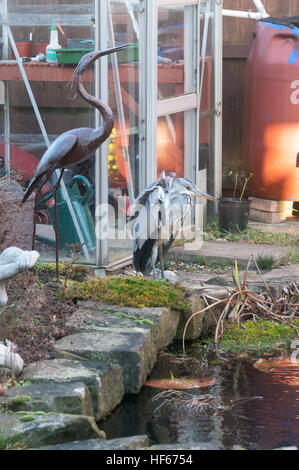 Ein grauer Reiher steht neben einem heimischen Gartenteich neben einer Metallskulptur eines Reihers, England, Großbritannien Stockfoto