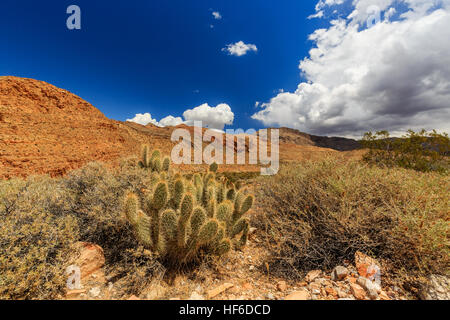 Joshua Tree Weg in der Mojave-Wüste in der Nähe der Scenic Backway. Stockfoto