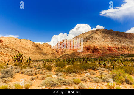 Joshua Tree Weg in der Mojave-Wüste in der Nähe der Scenic Backway. Stockfoto