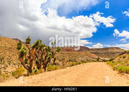 Joshua Tree Weg in der Mojave-Wüste in der Nähe der Scenic Backway. Stockfoto