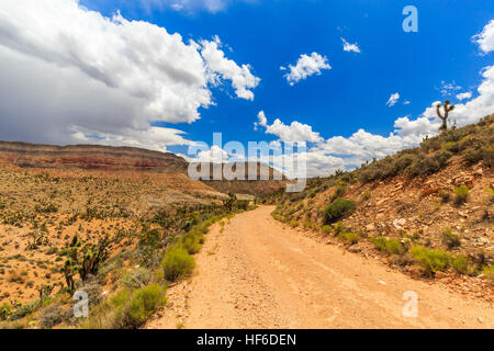 Joshua Tree Weg in der Mojave-Wüste in der Nähe der Scenic Backway. Stockfoto