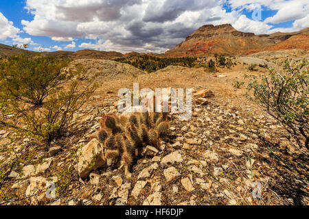 Joshua Tree Weg in der Mojave-Wüste in der Nähe der Scenic Backway. Stockfoto