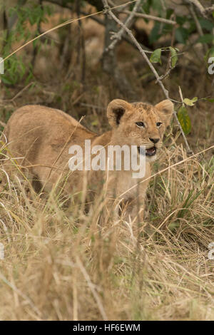 Junger Löwe Stockfoto