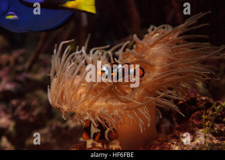 Clownfish Amphiprioninae und royal blue Tang Paracanthurus Hepatus in der Nähe einer Host-anemone Stockfoto