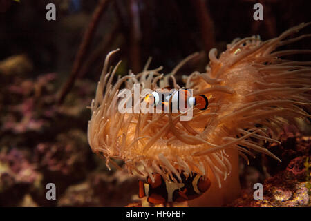 Clownfish Amphiprioninae und royal blue Tang Paracanthurus Hepatus in der Nähe einer Host-anemone Stockfoto