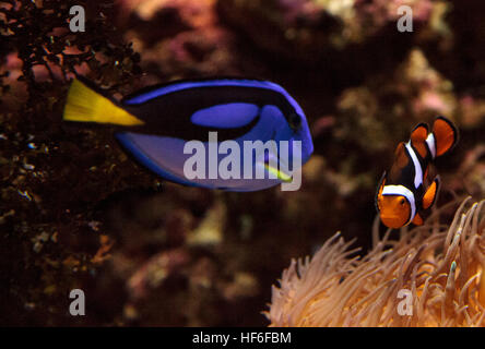 Clownfish Amphiprioninae und royal blue Tang Paracanthurus Hepatus in der Nähe einer Host-anemone Stockfoto